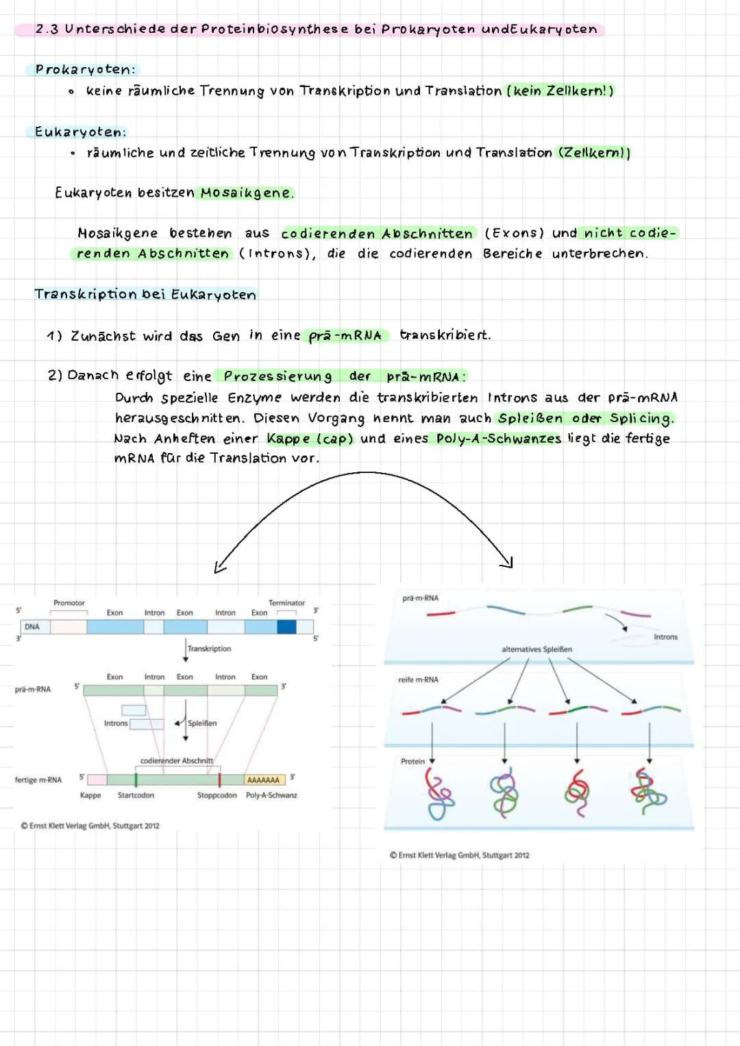 Proteinbiosynthese bei Eukaryoten und Prokaryoten: Unterschiede und Gemeinsamkeiten