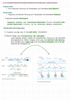 Know Unterschiede der Proteinbiosynthese bei Prokaryoten und Eukaryoten thumbnail