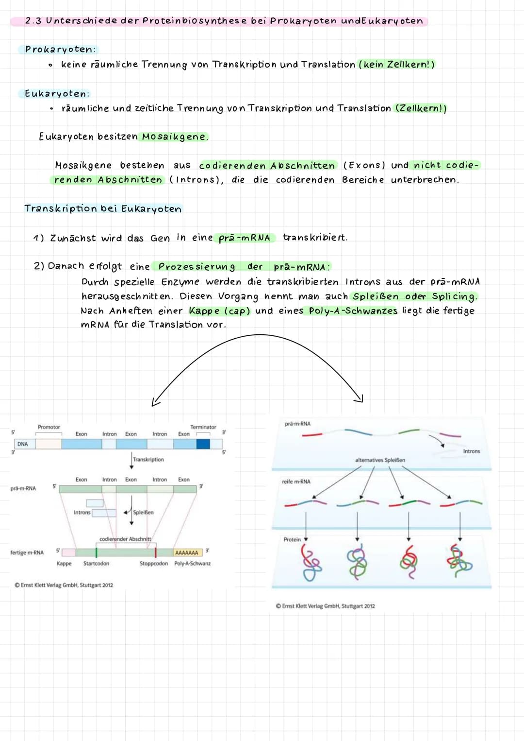 5
2.3 Unterschiede der Proteinbiosynthese bei Prokaryoten und Eukaryoten
Prokaryoten:
keine räumliche Trennung von Transkription und Transla