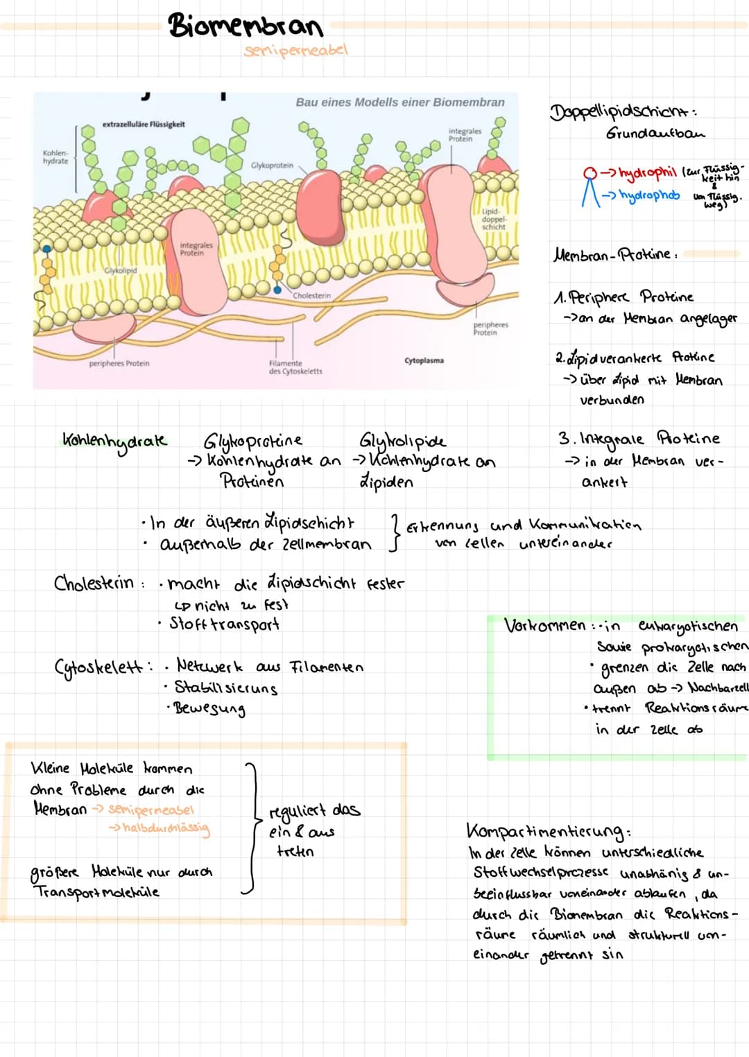Kohlen-
hydrate
extrazelluläre Flüssigkeit
Glykolipid
peripheres Protein
Biomembran
Kohlenhydrate
integrales
Protein
.
Kleine Holeküle komme