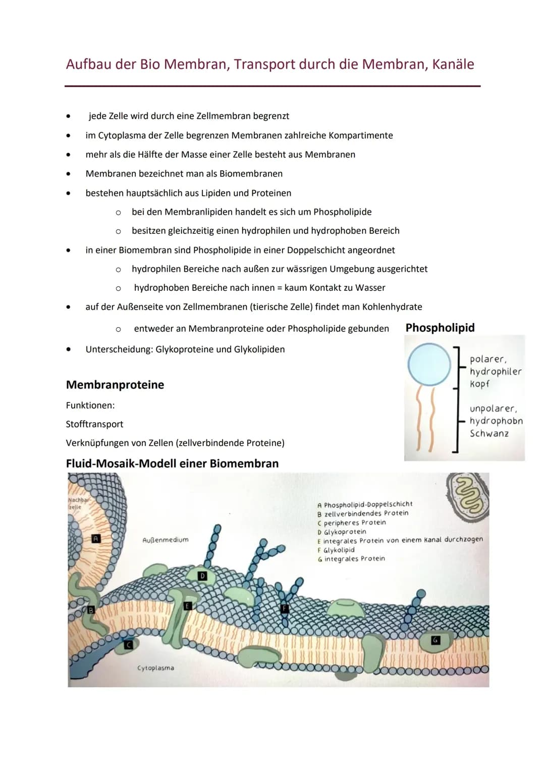 Aufbau der Biomembran, Transport durch die Membran, Kanäle