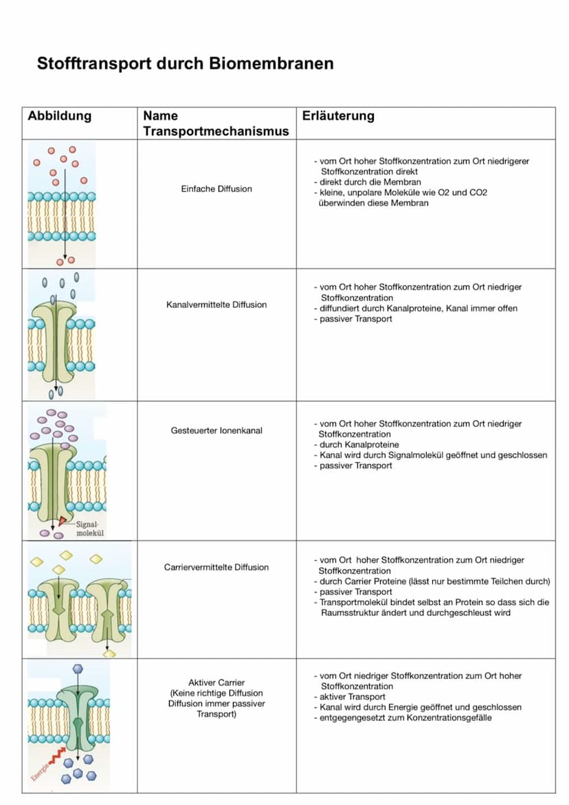 Aufbau der Bio Membran, Transport durch die Membran, Kanäle
jede Zelle wird durch eine Zellmembran begrenzt
im Cytoplasma der Zelle begrenze