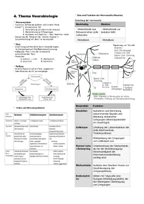 Know Neurobiologie - Biolgie Abitur Zusammenfassung  thumbnail