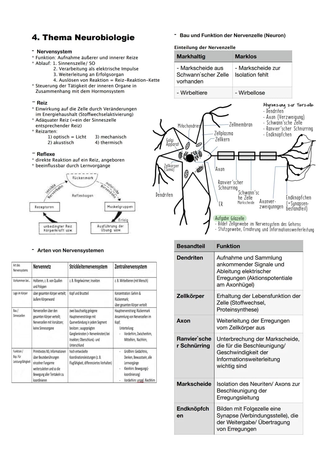 Art des
Nervensystems
Lage im Körper
4. Thema Neurobiologie
- Nervensystem
* Funktion: Aufnahme äußerer und innerer Reize
Bau/
Sinneszellen
