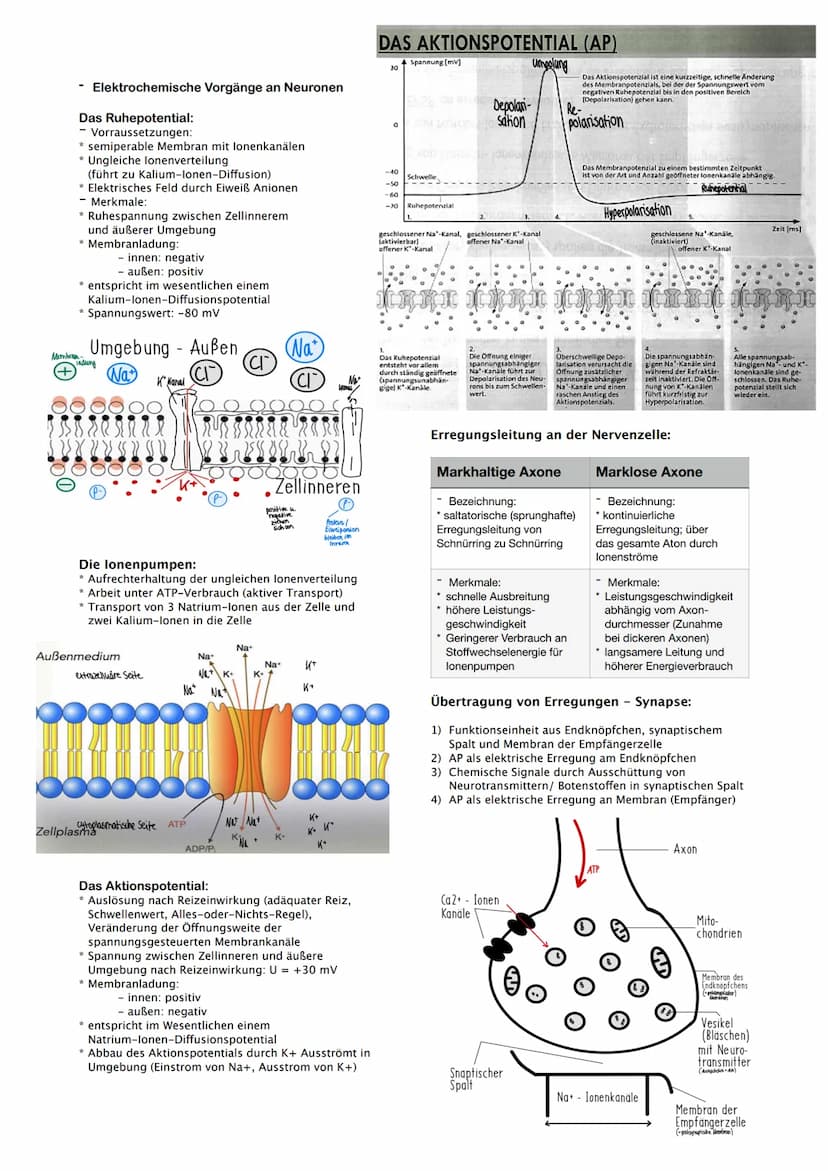 Art des
Nervensystems
Lage im Körper
4. Thema Neurobiologie
- Nervensystem
* Funktion: Aufnahme äußerer und innerer Reize
Bau/
Sinneszellen
