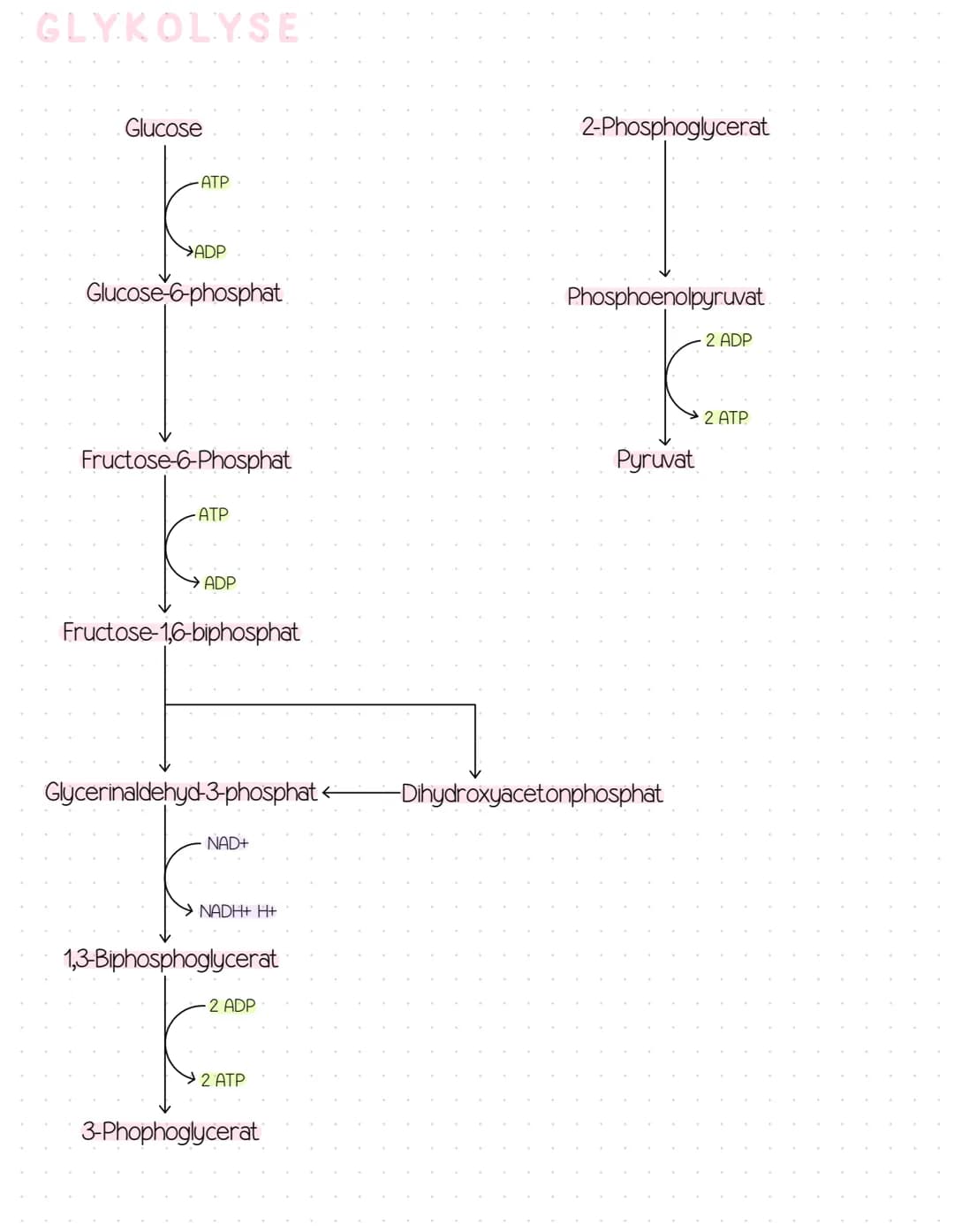 GLYKOLYSE!
Glucose
-ATP
ADP
Glucose-6-phosphat
Fructose-6-Phosphat
-ATP
ADP
Fructose-1,6-biphosphat
NAD+
NADH+ H+
Glycerinaldehyd-3-phosphat