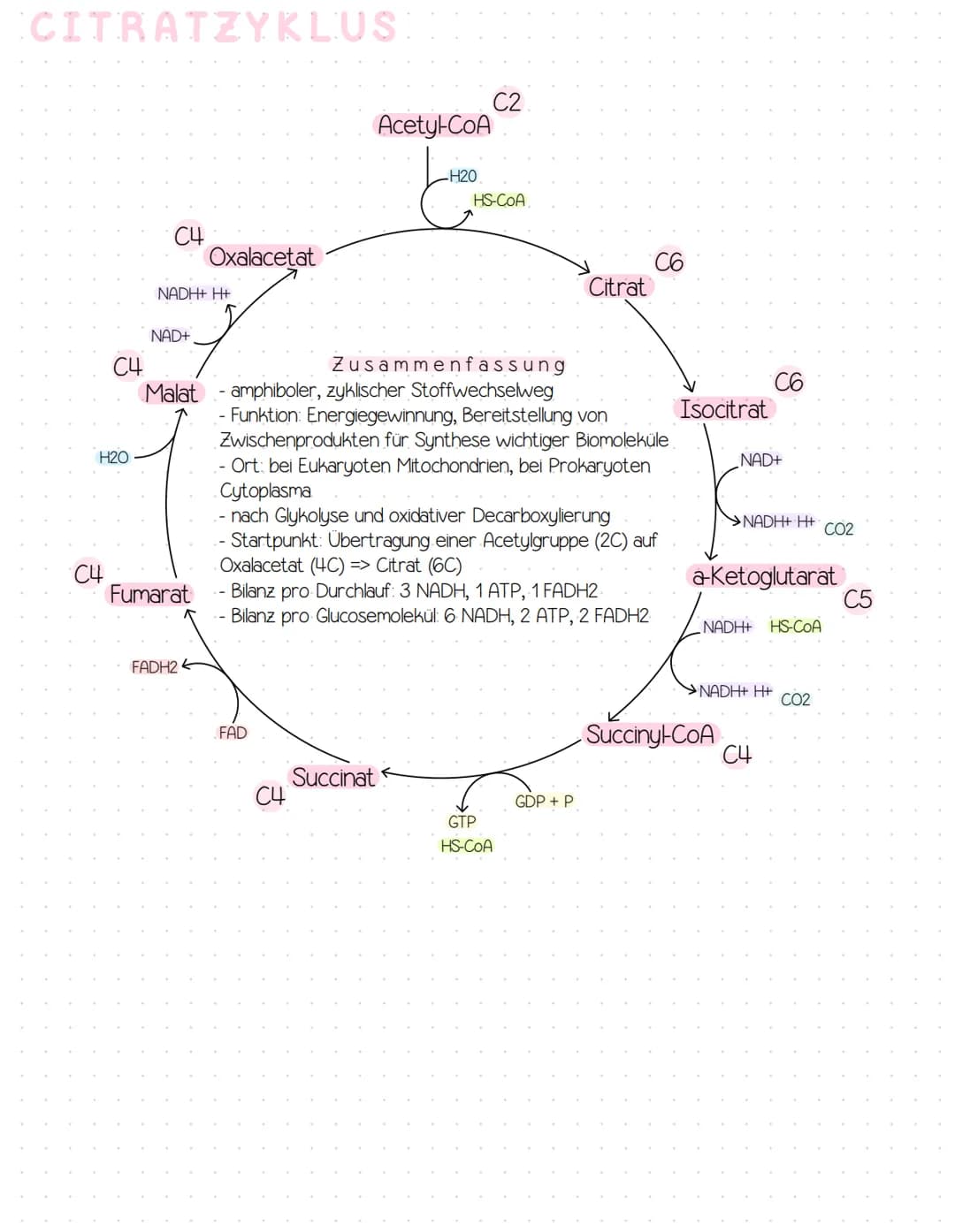 GLYKOLYSE!
Glucose
-ATP
ADP
Glucose-6-phosphat
Fructose-6-Phosphat
-ATP
ADP
Fructose-1,6-biphosphat
NAD+
NADH+ H+
Glycerinaldehyd-3-phosphat