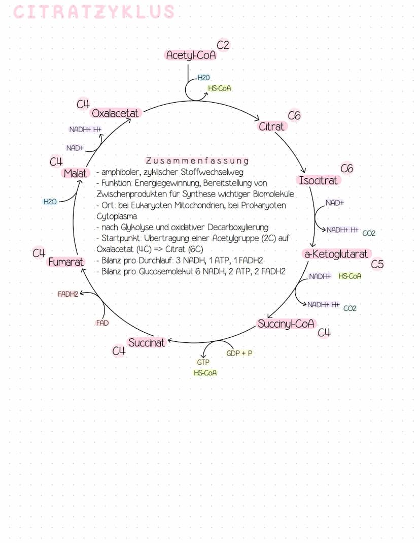 GLYKOLYSE!
Glucose
-ATP
ADP
Glucose-6-phosphat
Fructose-6-Phosphat
-ATP
ADP
Fructose-1,6-biphosphat
NAD+
NADH+ H+
Glycerinaldehyd-3-phosphat