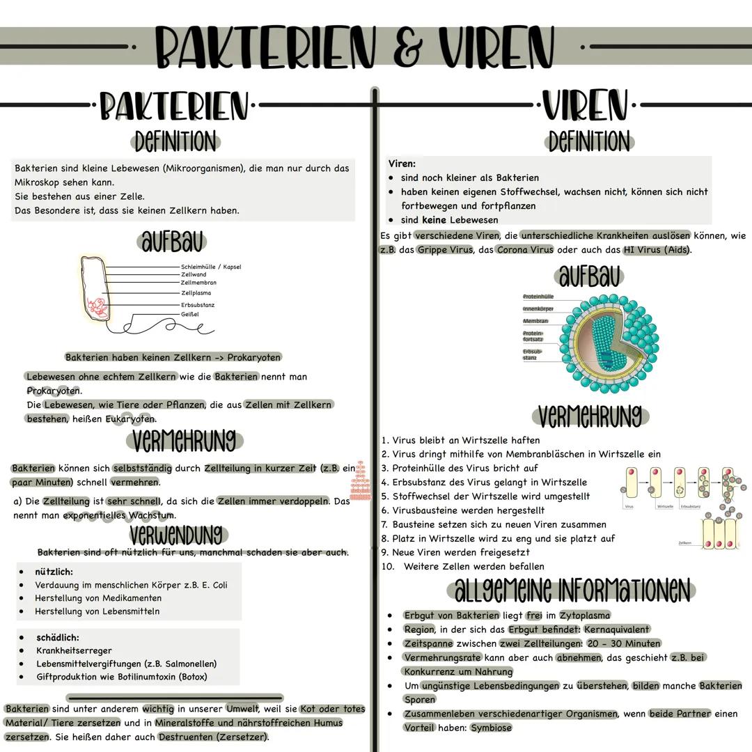 -: BAKTERIEN & VIREN

•PAKTERIEN..
DEFINITION

Bakterien sind kleine Lebewesen (Mikroorganismen), die man nur durch das
Mikroskop sehen kann