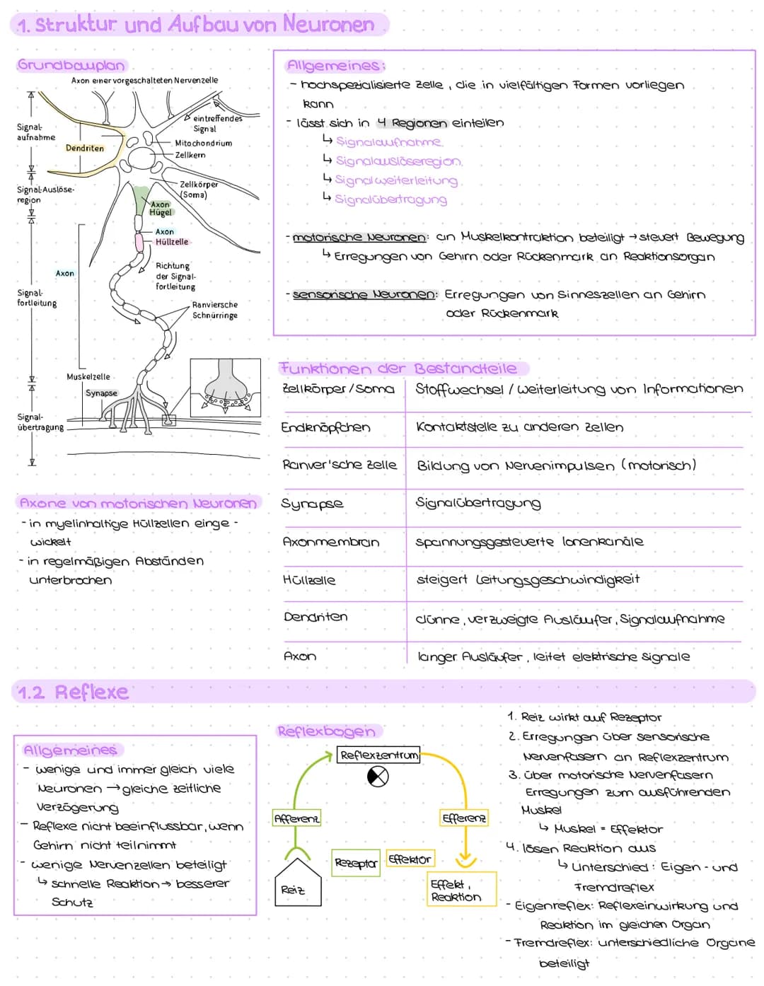 1. Struktur und Aufbau von Neuronen
Grundbauplan
Signal-
aufnahme
region
Signal-Auslöse-
Signal-
fortleitung
$
Axon einer vorgeschalteten Ne