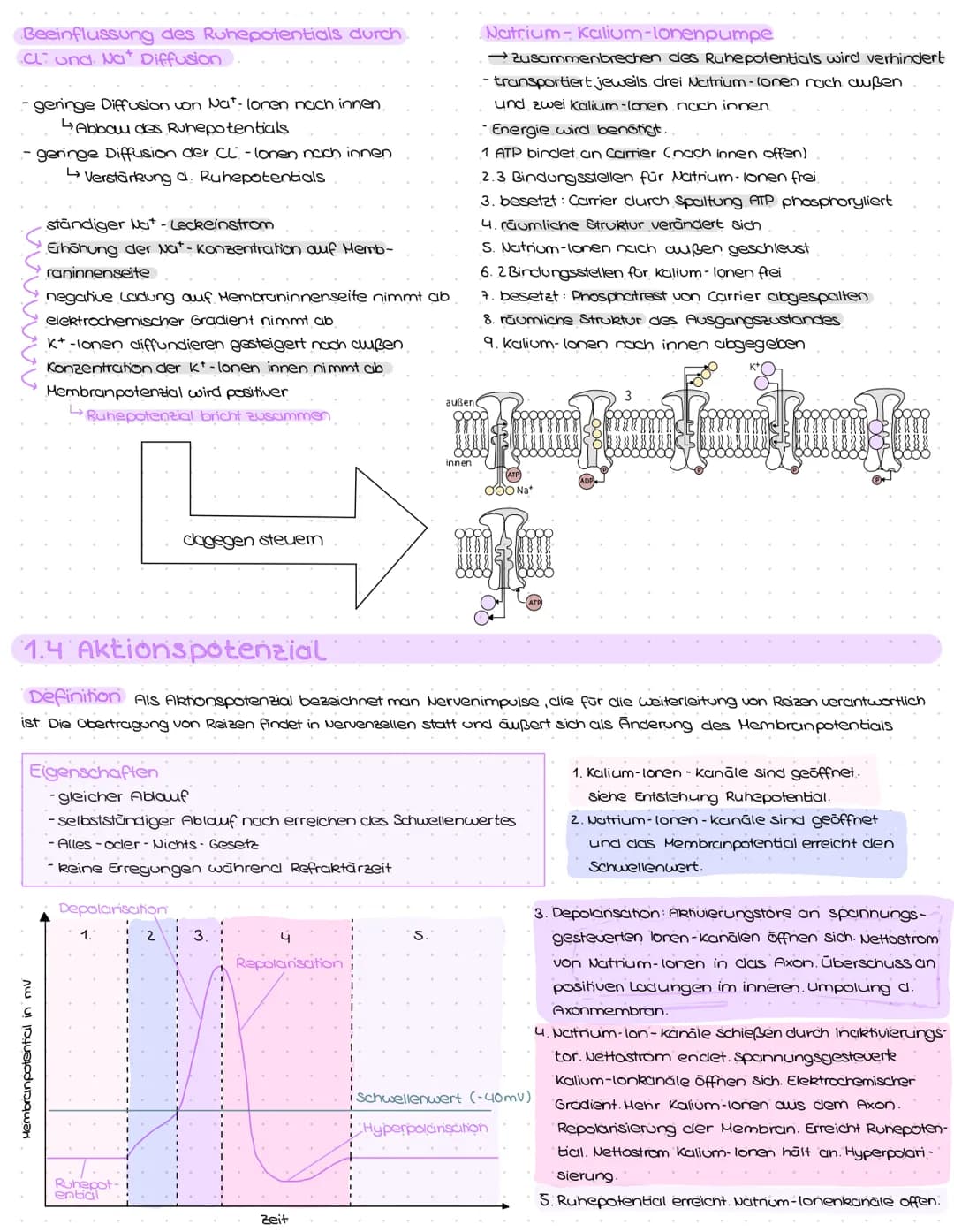 1. Struktur und Aufbau von Neuronen
Grundbauplan
Signal-
aufnahme
region
Signal-Auslöse-
Signal-
fortleitung
$
Axon einer vorgeschalteten Ne