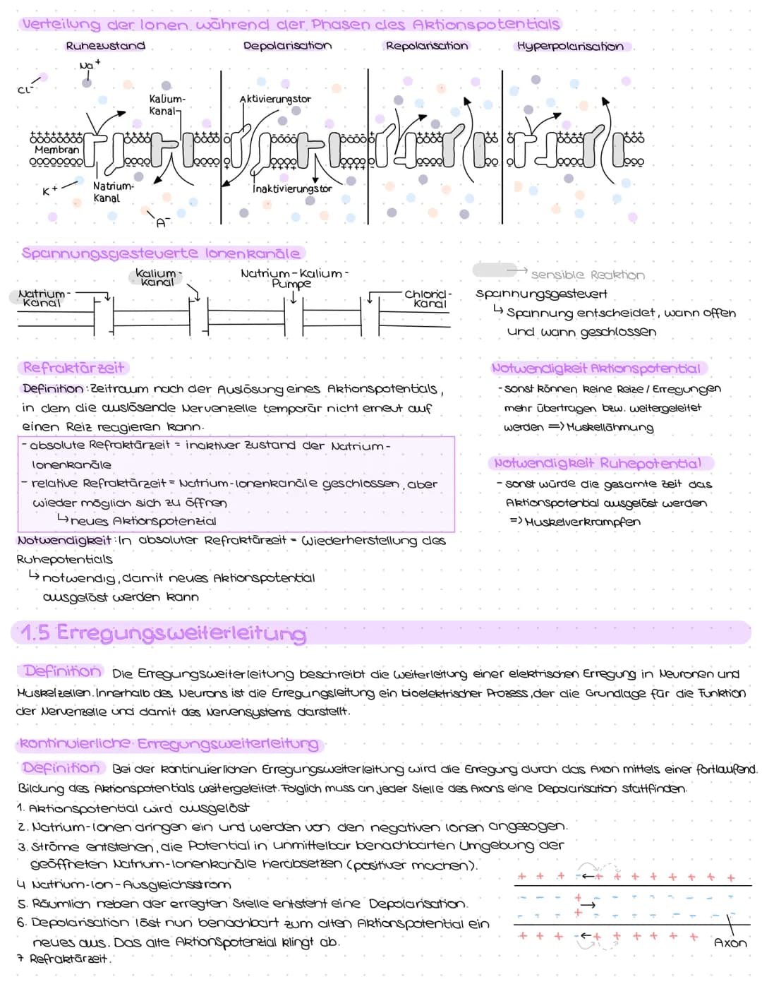 1. Struktur und Aufbau von Neuronen
Grundbauplan
Signal-
aufnahme
region
Signal-Auslöse-
Signal-
fortleitung
$
Axon einer vorgeschalteten Ne