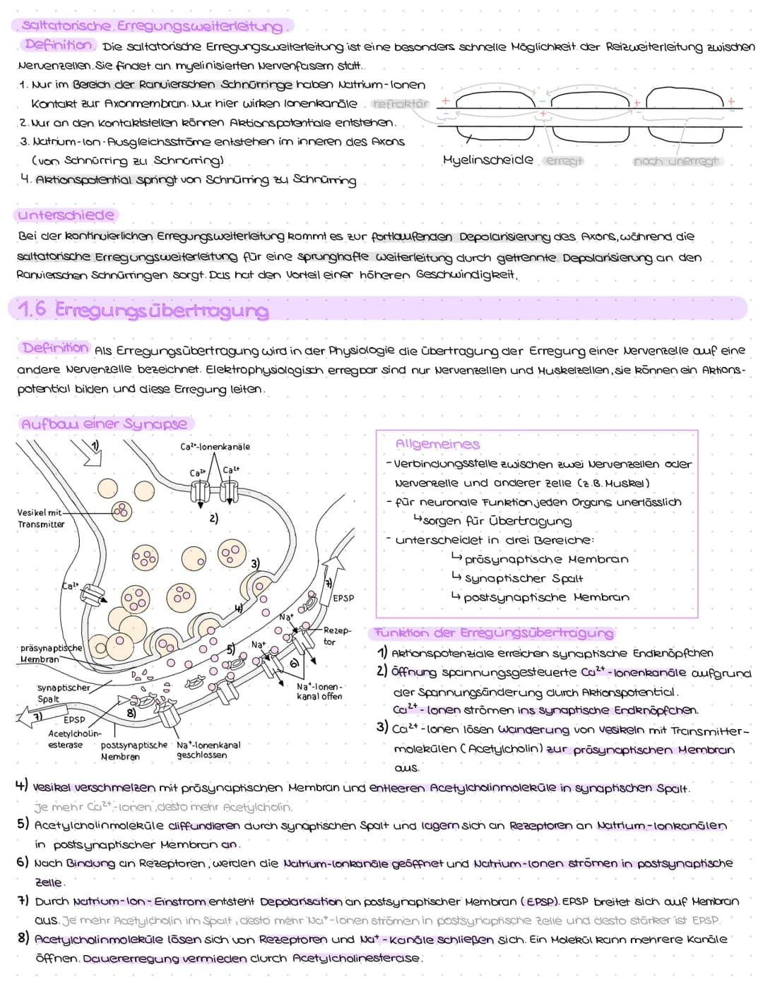 1. Struktur und Aufbau von Neuronen
Grundbauplan
Signal-
aufnahme
region
Signal-Auslöse-
Signal-
fortleitung
$
Axon einer vorgeschalteten Ne