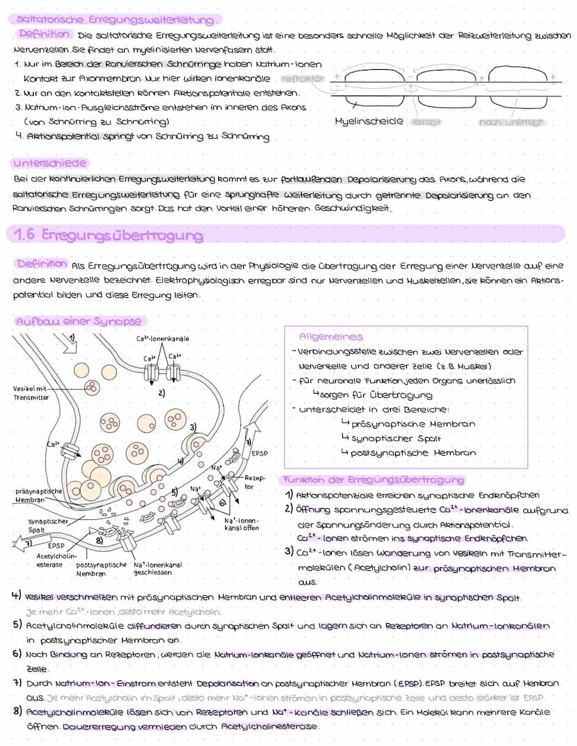 1. Struktur und Aufbau von Neuronen
Grundbauplan
Signal-
aufnahme
region
Signal-Auslöse-
Signal-
fortleitung
$
Axon einer vorgeschalteten Ne