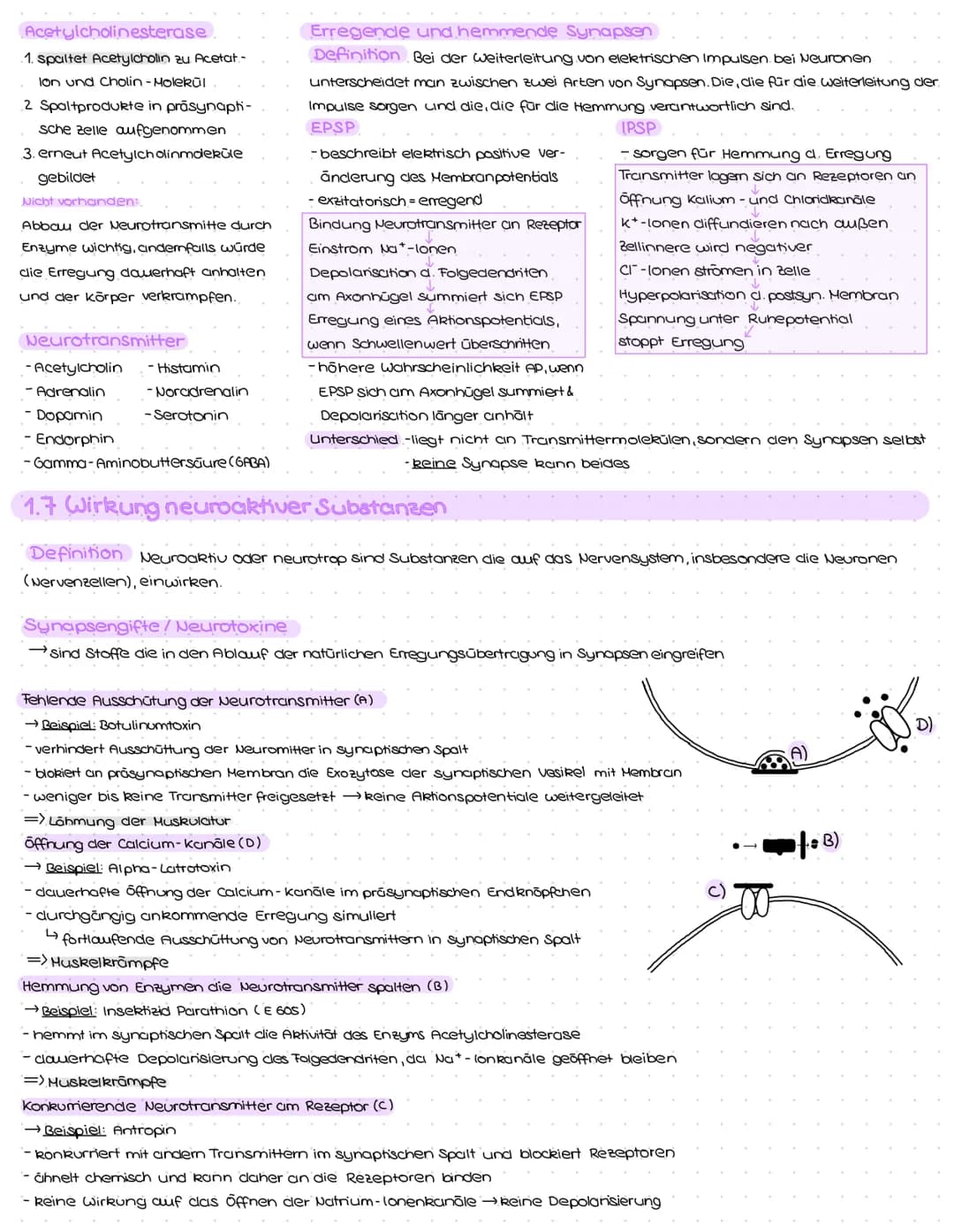1. Struktur und Aufbau von Neuronen
Grundbauplan
Signal-
aufnahme
region
Signal-Auslöse-
Signal-
fortleitung
$
Axon einer vorgeschalteten Ne