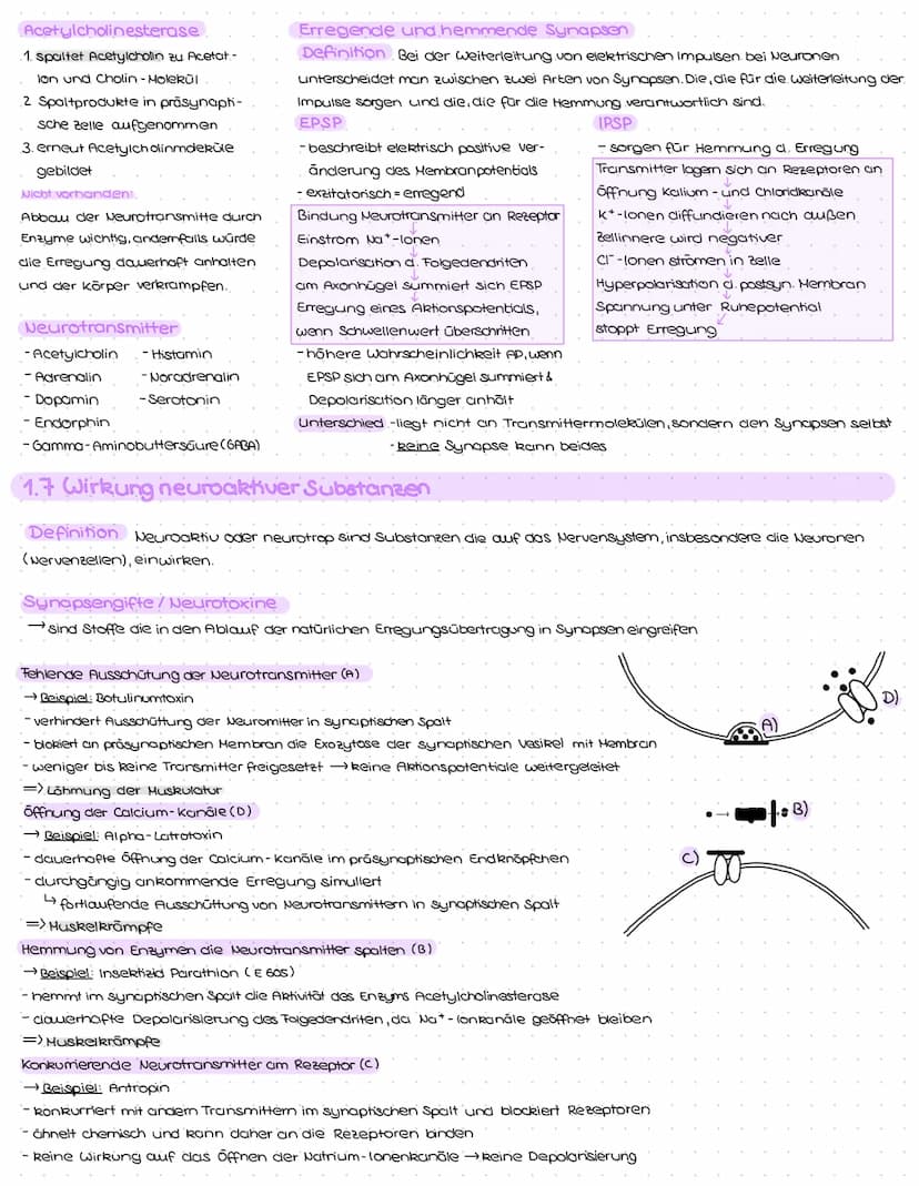 1. Struktur und Aufbau von Neuronen
Grundbauplan
Signal-
aufnahme
region
Signal-Auslöse-
Signal-
fortleitung
$
Axon einer vorgeschalteten Ne