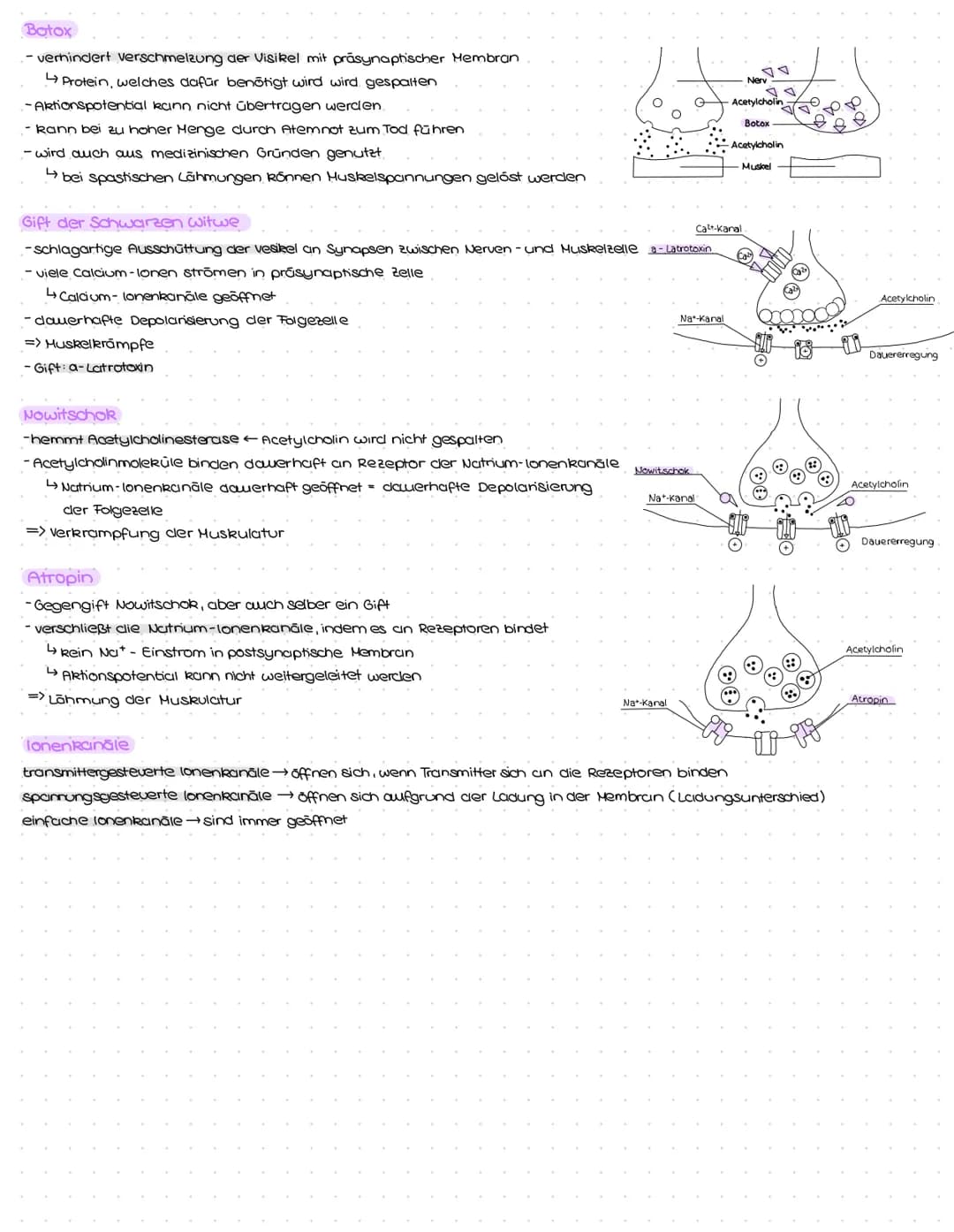 1. Struktur und Aufbau von Neuronen
Grundbauplan
Signal-
aufnahme
region
Signal-Auslöse-
Signal-
fortleitung
$
Axon einer vorgeschalteten Ne