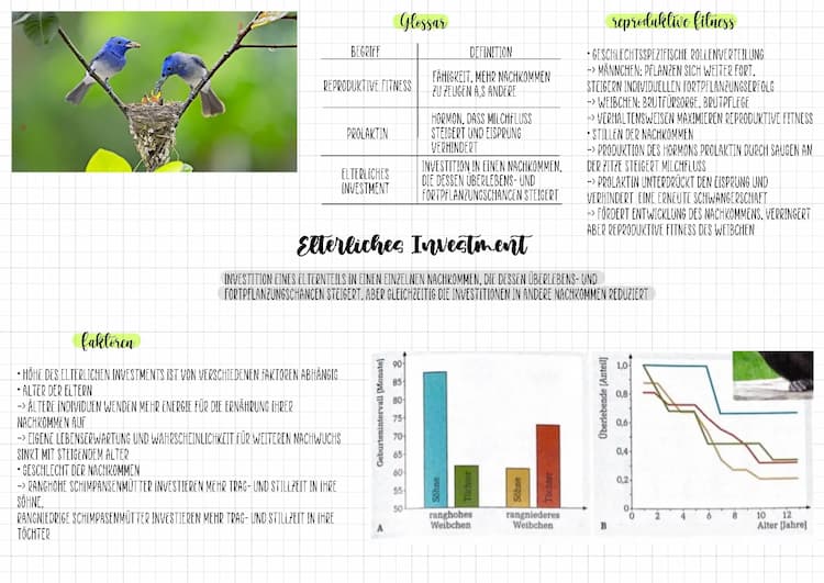 Know Evolution - Elterliches Investment  thumbnail