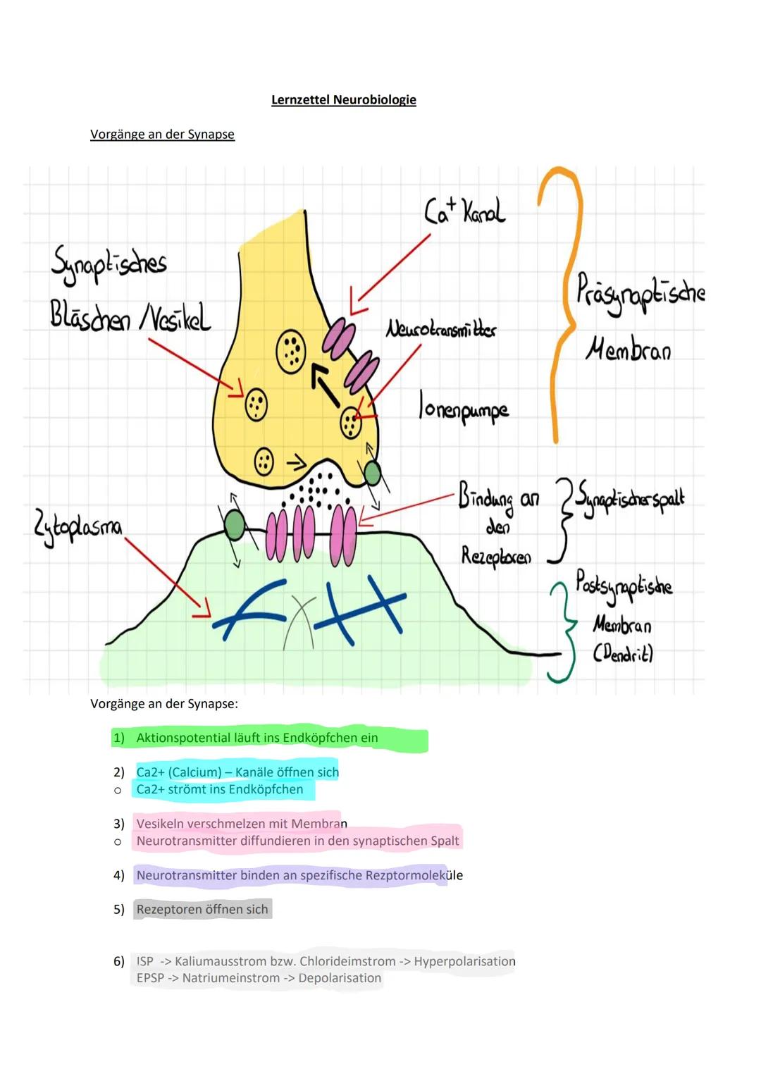 Vorgänge an der Synapse
Synaptisches
Blaschen Vesikel
Zytoplasma
Lernzettel Neurobiologie
-00-00-00
н
Vorgänge an der Synapse:
1) Aktionspot