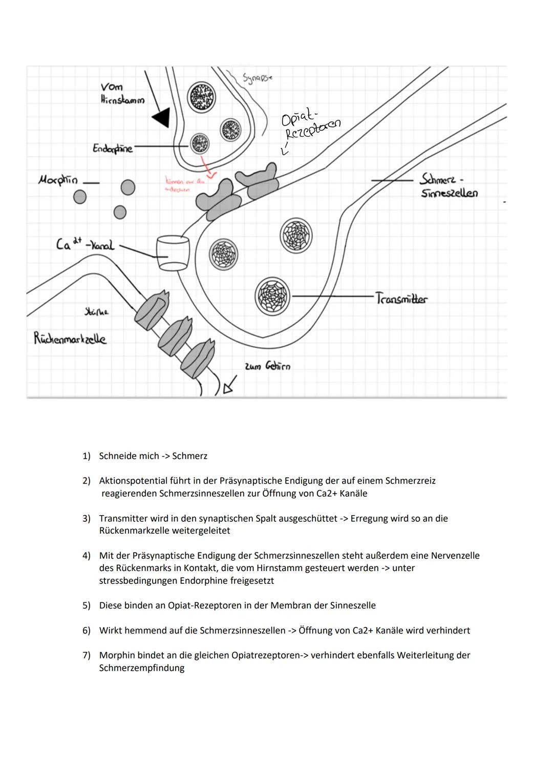 Vorgänge an der Synapse
Synaptisches
Blaschen Vesikel
Zytoplasma
Lernzettel Neurobiologie
-00-00-00
н
Vorgänge an der Synapse:
1) Aktionspot