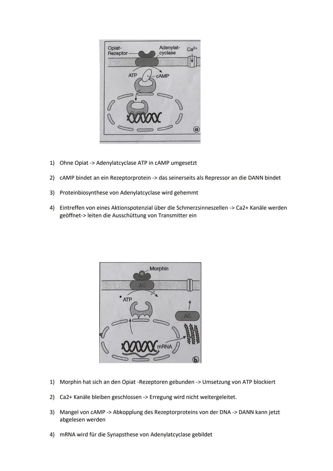 Vorgänge an der Synapse
Synaptisches
Blaschen Vesikel
Zytoplasma
Lernzettel Neurobiologie
-00-00-00
н
Vorgänge an der Synapse:
1) Aktionspot