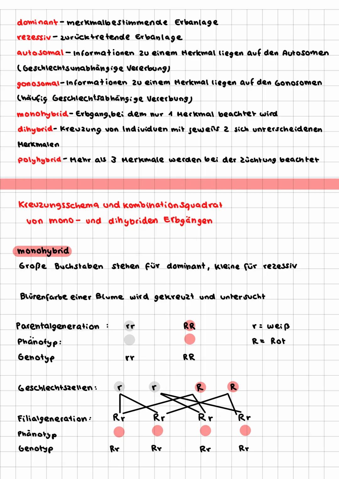MENDEL
genetik
Wer war Johann Gregor Mendel?
-22.07.1822 in Tschechien geboren
-06.01.1884 gestorben.
Gewann seine Erkenntnisse bei versuche