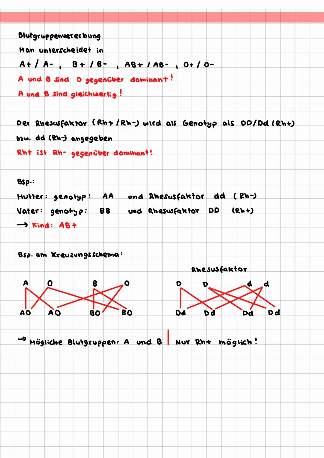 MENDEL
genetik
Wer war Johann Gregor Mendel?
-22.07.1822 in Tschechien geboren
-06.01.1884 gestorben.
Gewann seine Erkenntnisse bei versuche