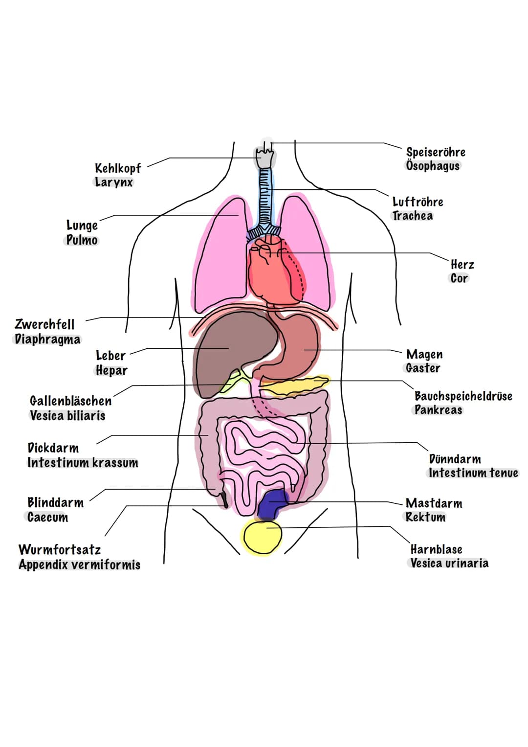 Lunge
Pulmo
Zwerchfell
Diaphragma
Kehlkopf
Larynx
Leber
Hepar
Gallenbläschen
Vesica biliaris
Blinddarm
Caecum
Dickdarm
Intestinum krassum
Wu
