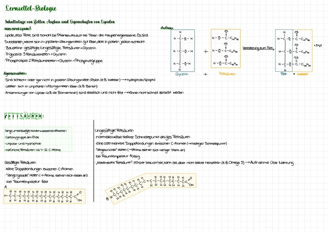 Alles zur Zellmembran 
