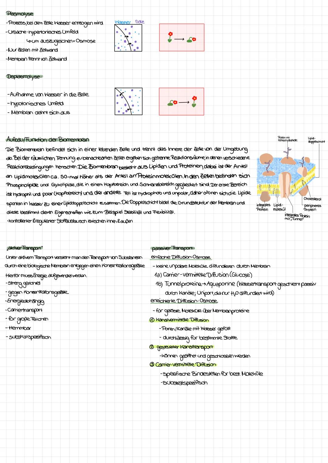 Lernzettel-Biologie
Inhaltsstoffe von Zellen Aufbau und Eigenschaften von Lipiden
Was sind Lipide?
Lipide, also Fette sind sowohl bei Pflanz