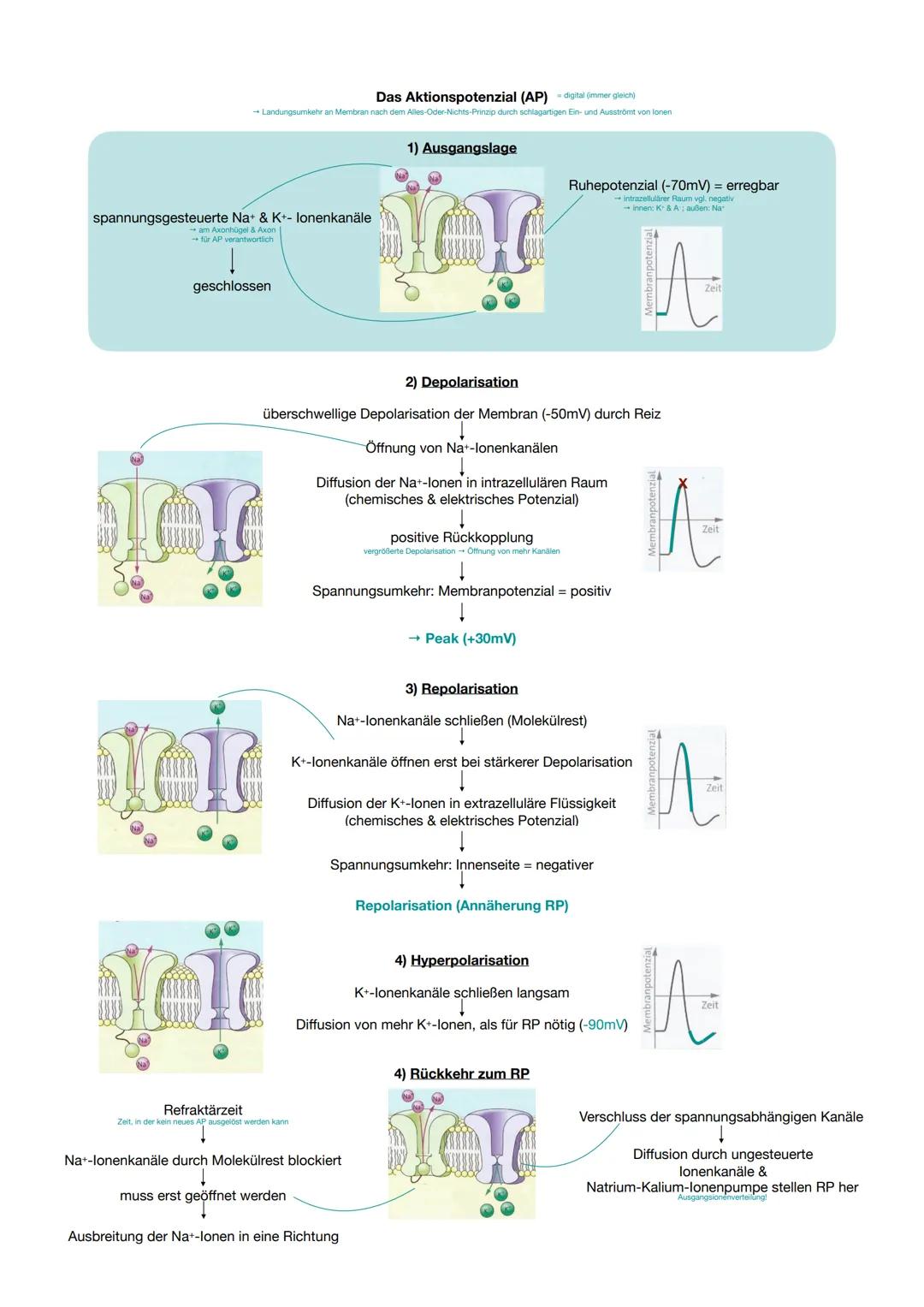Landungsumkehr an
spannungsgesteuerte Na+ & K+- lonenkanäle
Axonhügel & Axon
verantwortlich
geschlossen
Das Aktionspotenzial (AP) dital (mme