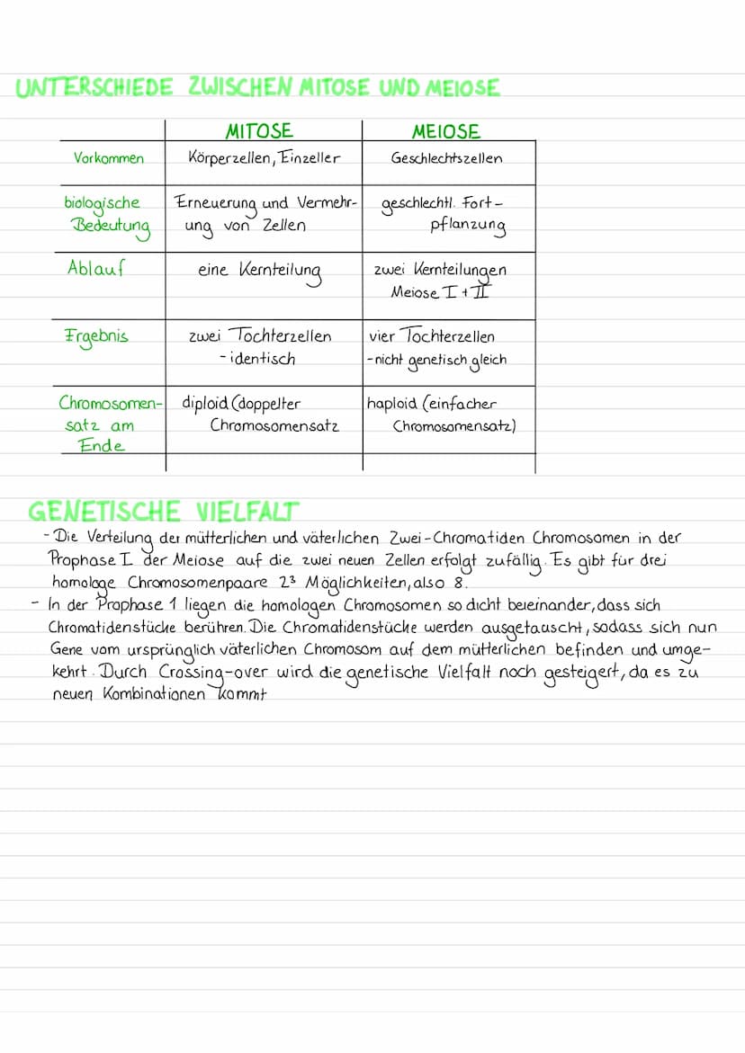 BEDEUTUNG DES ZELLKERNS
Fast alle Zellen von Pflanzen und Tieren enthalten einen Zellkern. In diesem Zellkompartiment
befindet sich das gene