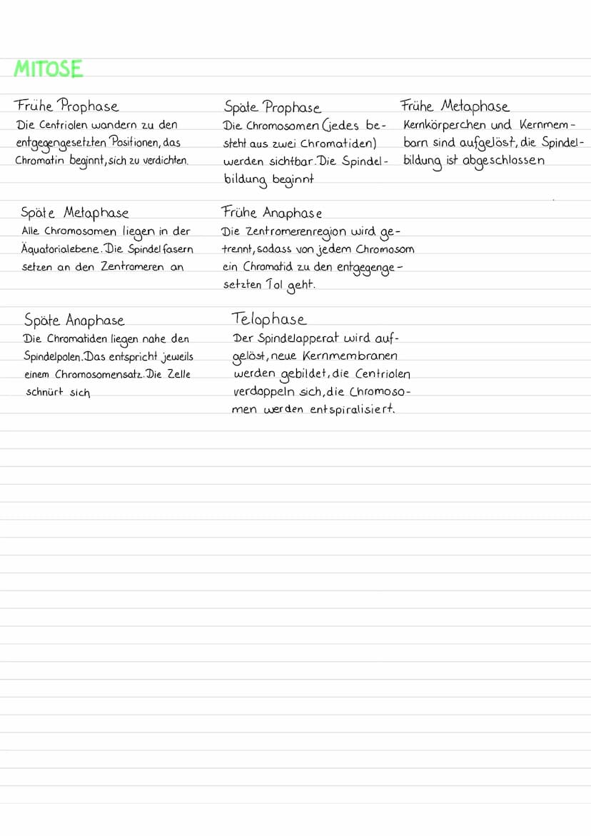 BEDEUTUNG DES ZELLKERNS
Fast alle Zellen von Pflanzen und Tieren enthalten einen Zellkern. In diesem Zellkompartiment
befindet sich das gene