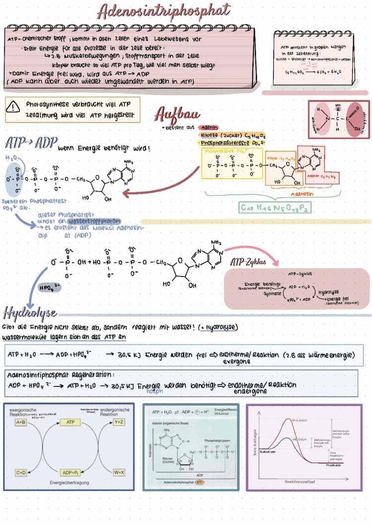 Know Enzyme/Proteine/Zellatmung/Photosynthese/Energetische Kopplung/ Aminosäuren/ Biokatalysator/Exergone& Endergone Reaktion/ Substratkonzentration/(nicht) kompetitive Hemmung/ Feedbackhemmung/Bindungskräfte/ Peptid  thumbnail