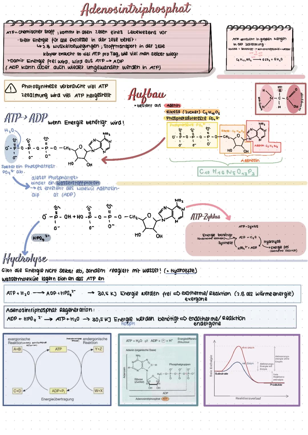 Enzyme/Proteine/Zellatmung/Photosynthese/Energetische Kopplung/ Aminosäuren/ Biokatalysator/Exergone& Endergone Reaktion/ Substratkonzentration/(nicht) kompetitive Hemmung/ Feedbackhemmung/Bindungskräfte/ Peptid 