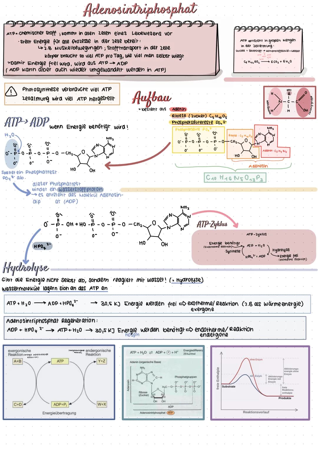 Adenosintriphosphat
999
99999
ATP=. Chemischer Stoff; kommt in allen zellen eines Lebewesens vor
•Stellt Energie für alle Prozesse in der ze