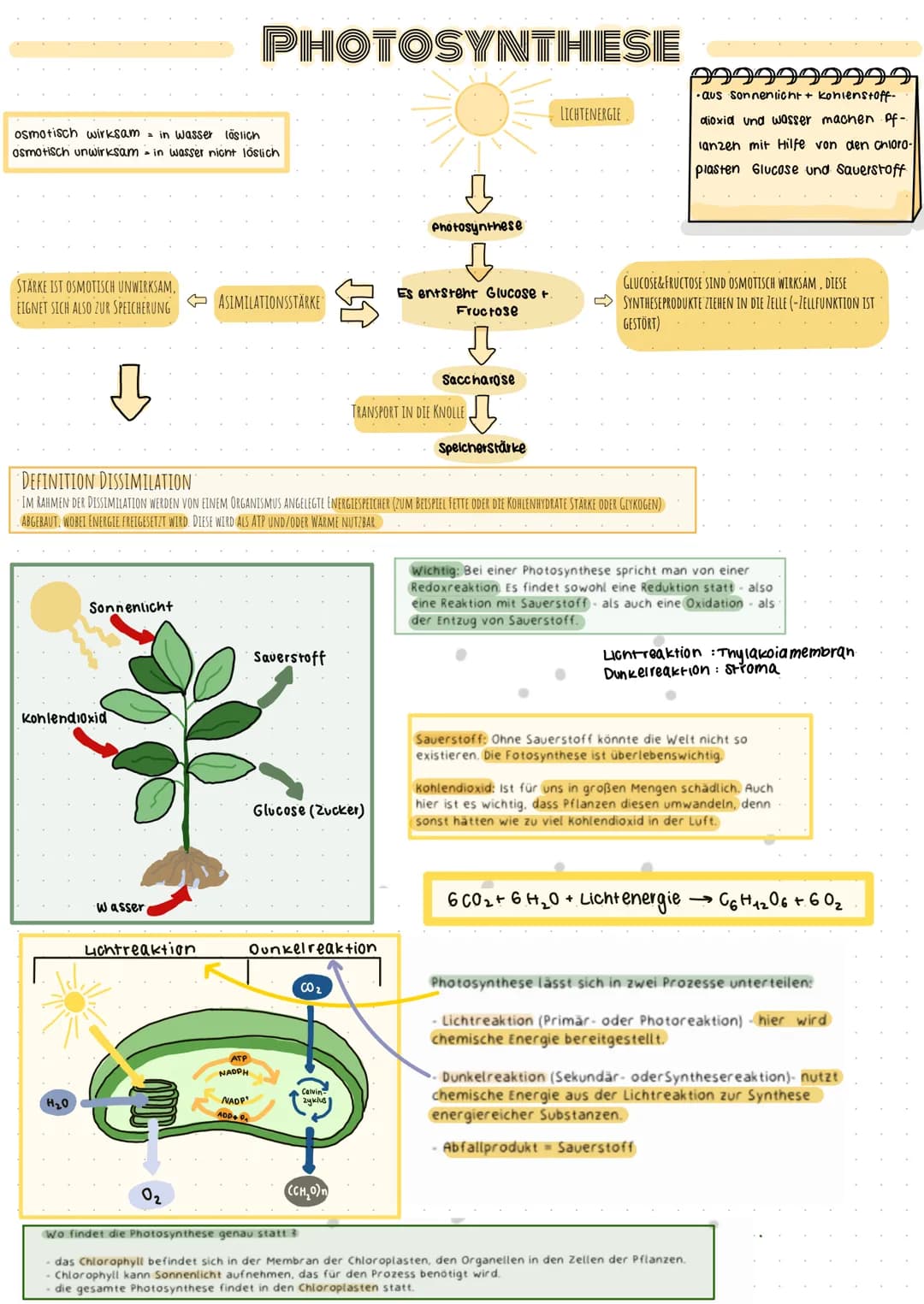 Adenosintriphosphat
999
99999
ATP=. Chemischer Stoff; kommt in allen zellen eines Lebewesens vor
•Stellt Energie für alle Prozesse in der ze