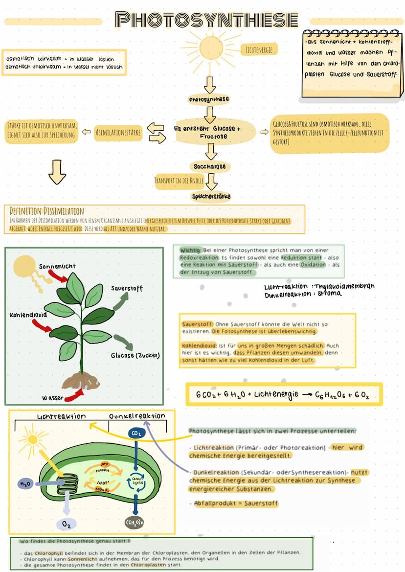 Adenosintriphosphat
999
99999
ATP=. Chemischer Stoff; kommt in allen zellen eines Lebewesens vor
•Stellt Energie für alle Prozesse in der ze