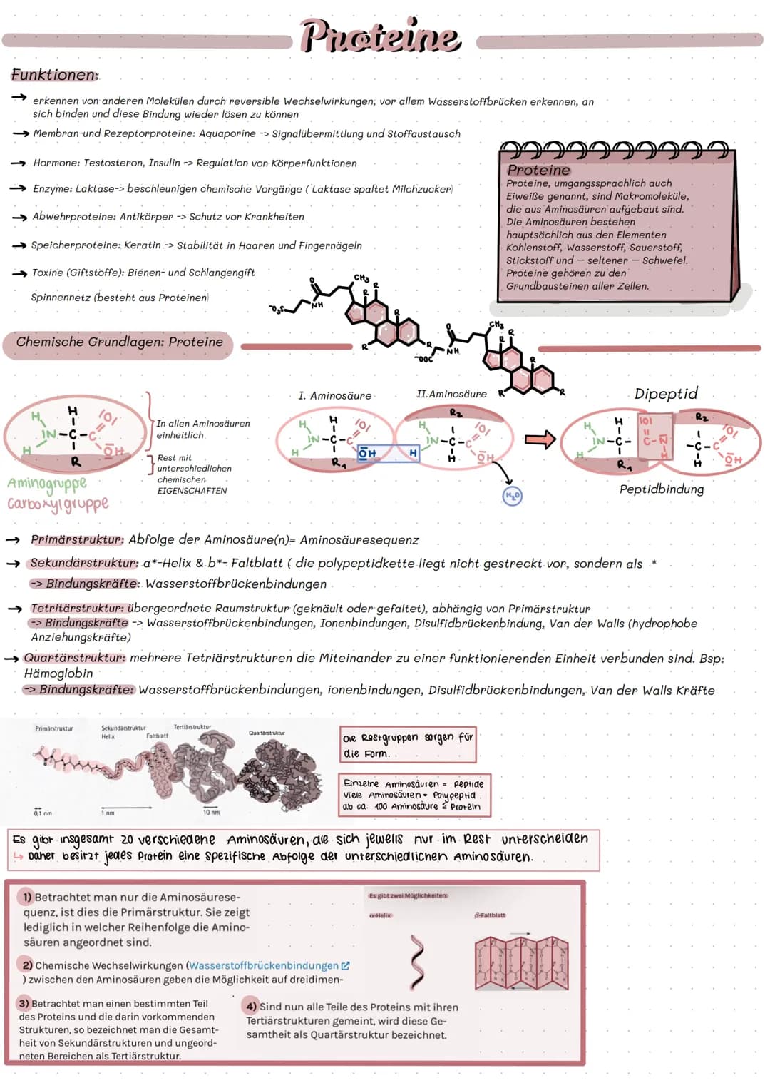 Adenosintriphosphat
999
99999
ATP=. Chemischer Stoff; kommt in allen zellen eines Lebewesens vor
•Stellt Energie für alle Prozesse in der ze