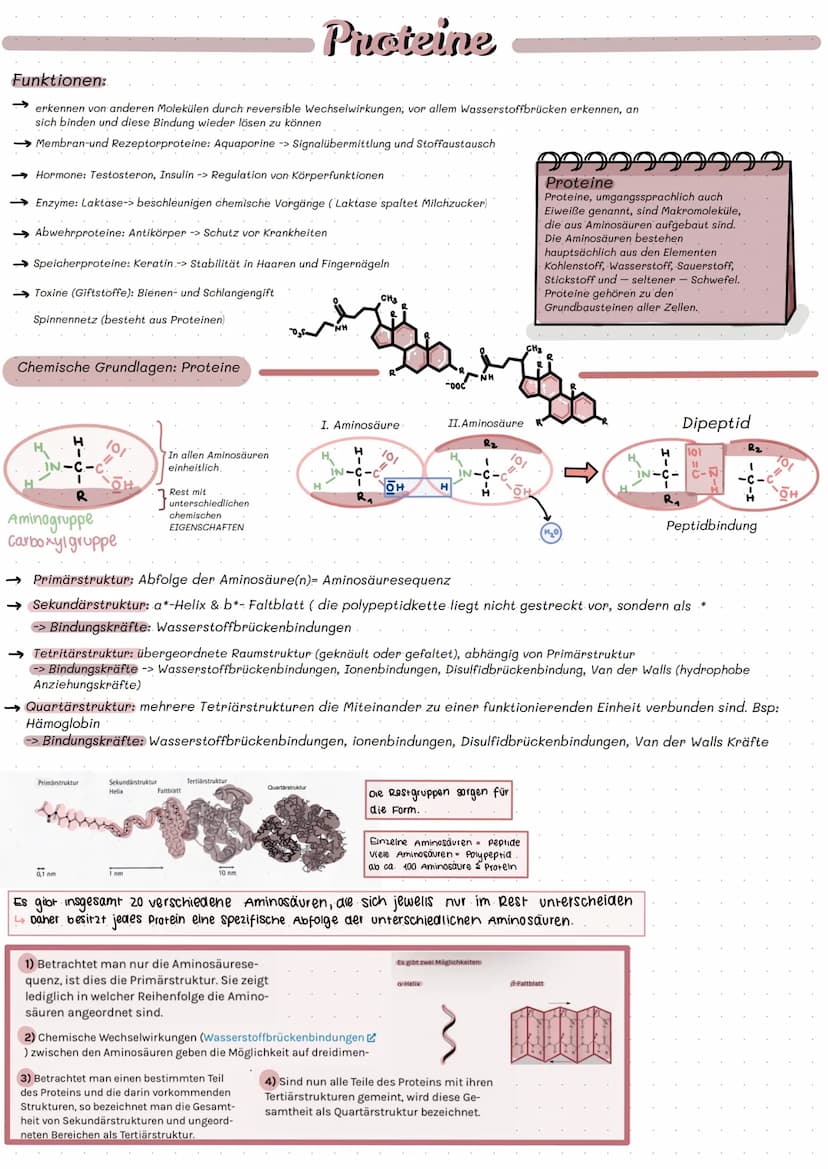 Adenosintriphosphat
999
99999
ATP=. Chemischer Stoff; kommt in allen zellen eines Lebewesens vor
•Stellt Energie für alle Prozesse in der ze