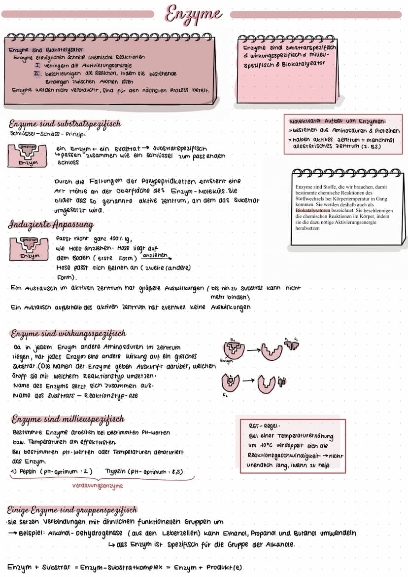 Adenosintriphosphat
999
99999
ATP=. Chemischer Stoff; kommt in allen zellen eines Lebewesens vor
•Stellt Energie für alle Prozesse in der ze