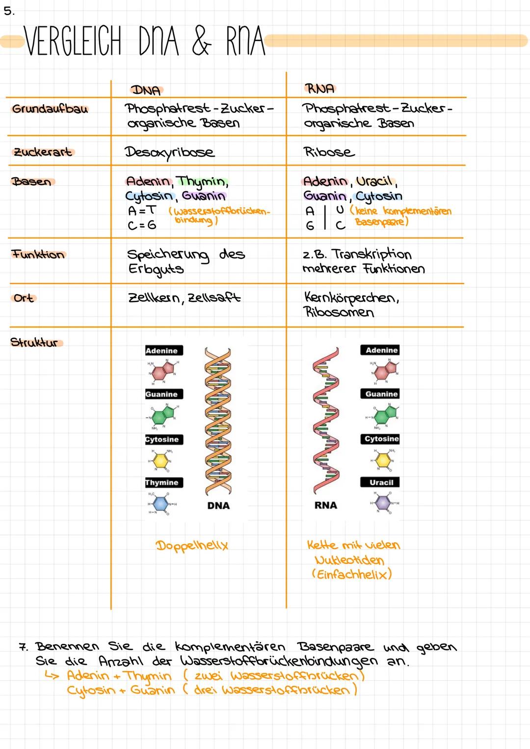 IDNAD
1. Wofür steht die Abkürzung DNA?
L>Desoxyribonucleinsäure
2. Geben Sie an, aus welchen Bausteinen die DNA besteht.
L> Zuckermolekül, 