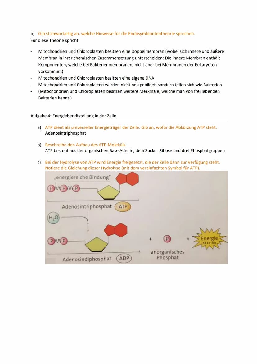 Zellbiologie
Aufgabe 1: Feinbau der Zellen
Gib an, welche Organellen von 2 Membranen umgeben werden.
Mitochondrien, Chloroplasten, (Zellkern