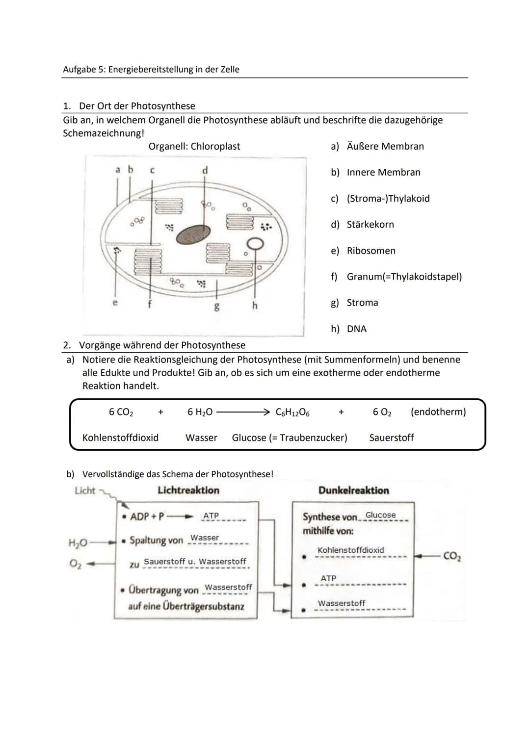 Zellbiologie
Aufgabe 1: Feinbau der Zellen
Gib an, welche Organellen von 2 Membranen umgeben werden.
Mitochondrien, Chloroplasten, (Zellkern