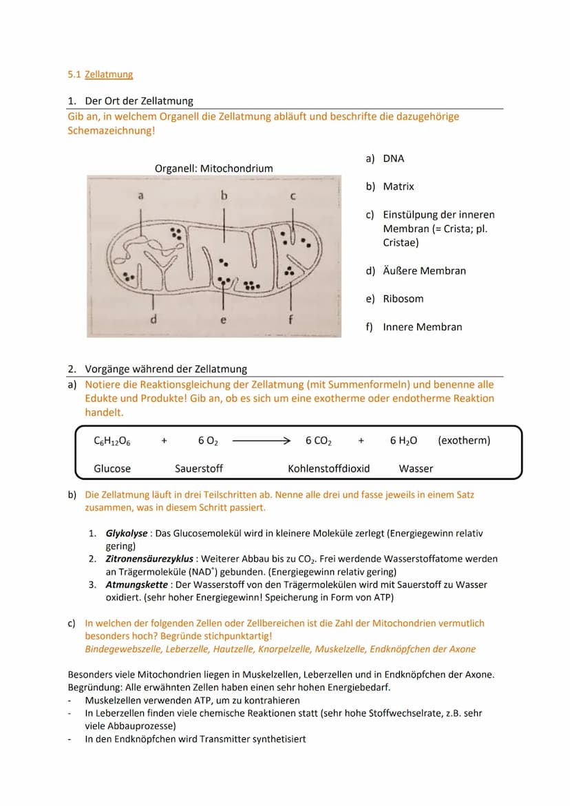 Zellbiologie
Aufgabe 1: Feinbau der Zellen
Gib an, welche Organellen von 2 Membranen umgeben werden.
Mitochondrien, Chloroplasten, (Zellkern