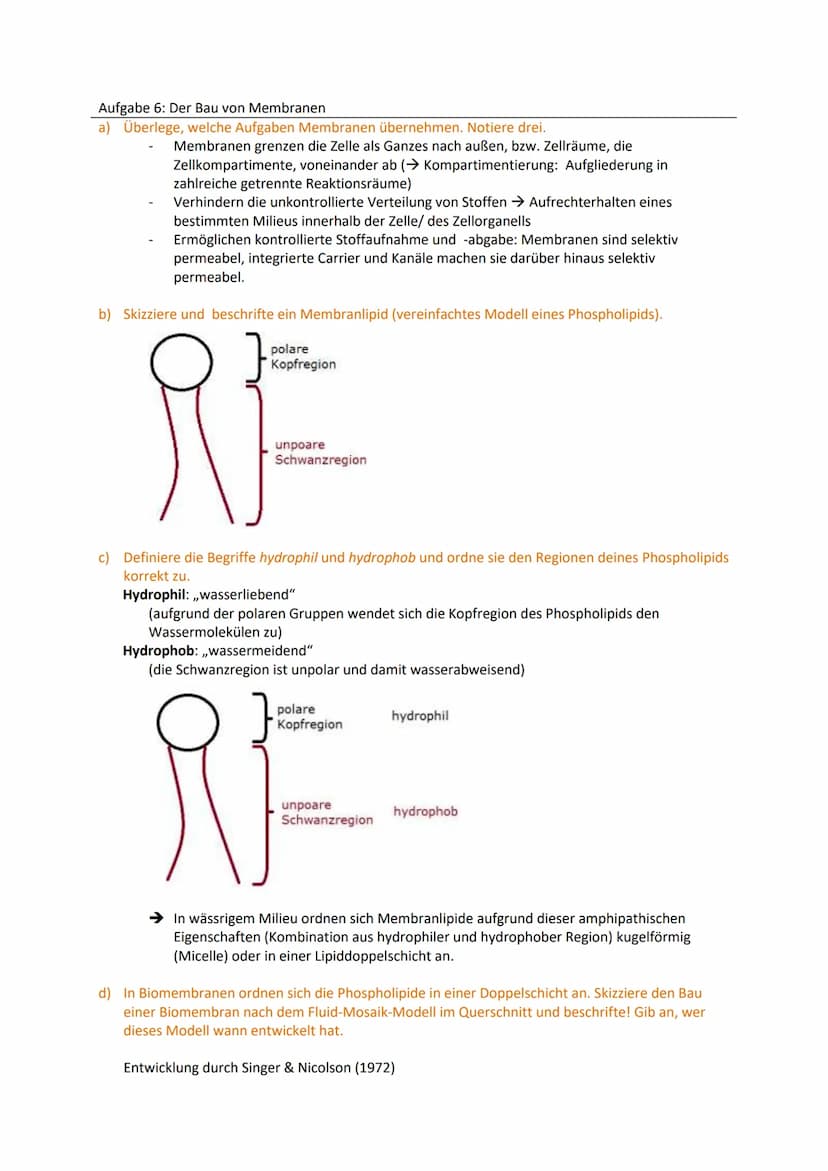 Zellbiologie
Aufgabe 1: Feinbau der Zellen
Gib an, welche Organellen von 2 Membranen umgeben werden.
Mitochondrien, Chloroplasten, (Zellkern