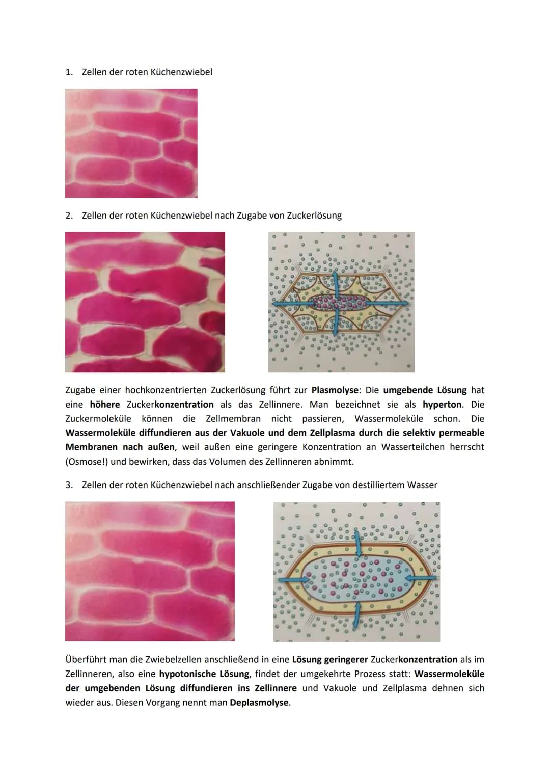 Zellbiologie
Aufgabe 1: Feinbau der Zellen
Gib an, welche Organellen von 2 Membranen umgeben werden.
Mitochondrien, Chloroplasten, (Zellkern