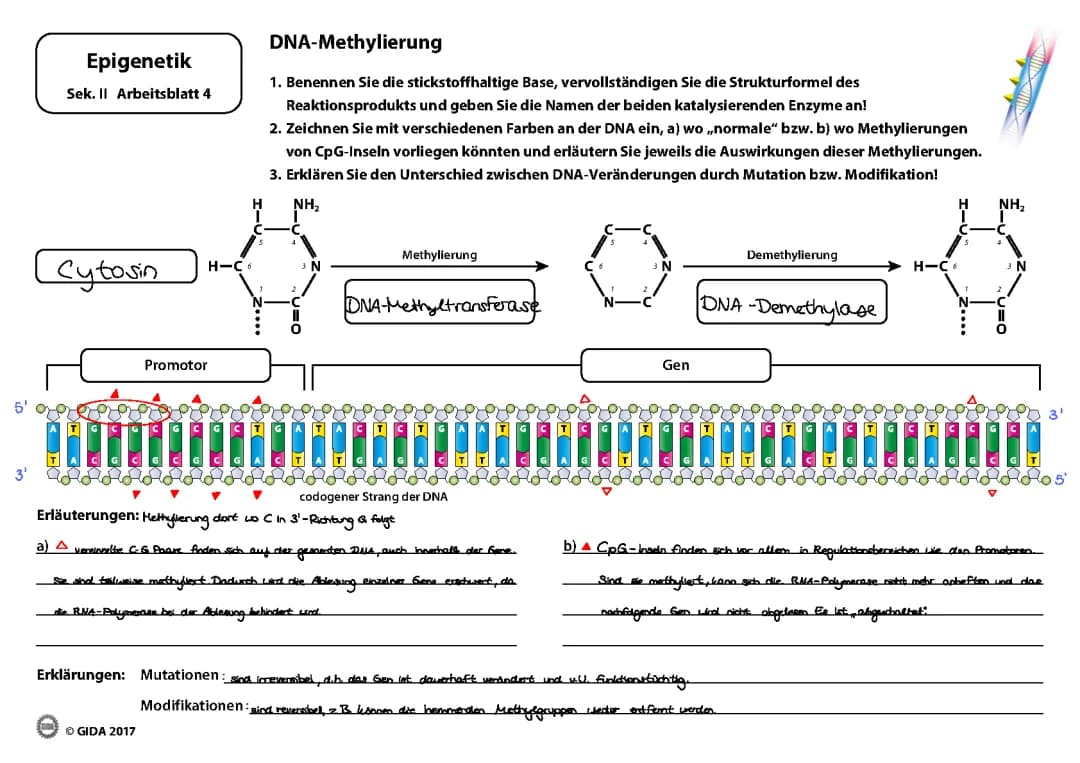 Epigenetik: DNA- Methylierung