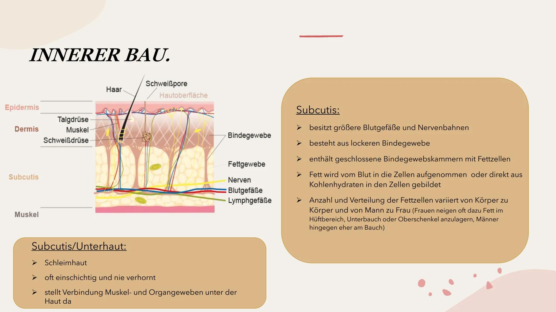 SINNESORGAN HAUT
Präsentation INHALTSVERZEICHNIS
Bau
- äußerer Bau
- innerer Bau INHALTSVERZEICHNIS
Bau
- äußerer Bau
- innerer Bau
Funktio-