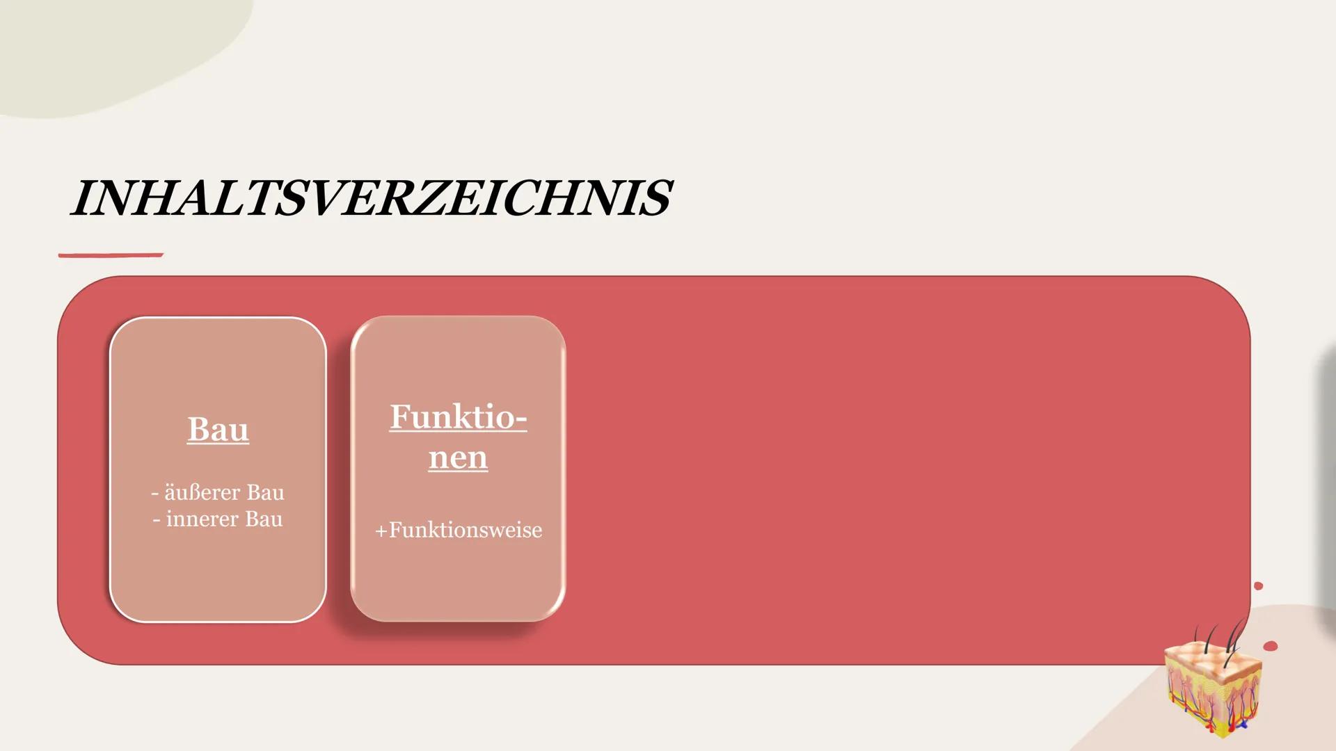 SINNESORGAN HAUT
Präsentation INHALTSVERZEICHNIS
Bau
- äußerer Bau
- innerer Bau INHALTSVERZEICHNIS
Bau
- äußerer Bau
- innerer Bau
Funktio-